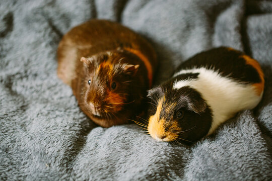 Guinea pigs on a blanket