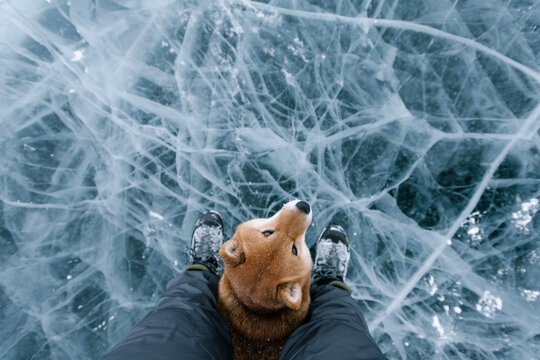 Person With Dog