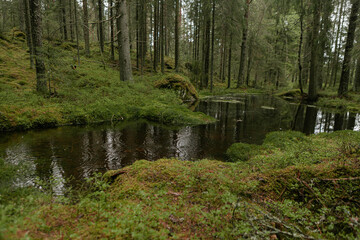 Fototapeta premium Spring forest. Green marsh vegetation