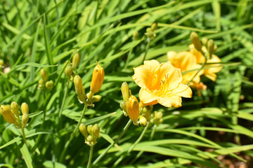New Ulm, MN USA - 06-14-2021- Blooming Yellow daylily or day lily (Hemerocallis lilioasphodelus) flower with bright green foliage background