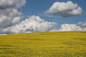 Endless rapeseed fields blooming with bright yellow flowers and cumulus clouds in the blue sky