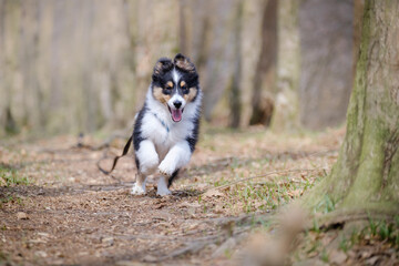 Obraz premium Tricolor Shetland sheepdog puppy dog