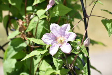 New Ulm, MN USA - 06-14-2021- Blooming light purple clematis (ranunculaceae) with new buds on the verge of blooming