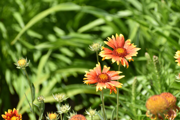 New Ulm, MN USA - 06-14-2021- Blooming rose-ring blanket-flower gaillardia, indian blacket flower firewheel, gaillardia daisy (Gaillardia Pulchella)