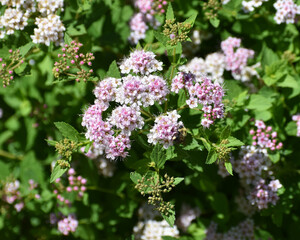 New Ulm, MN USA - 06-14-2021- Spiraea, spirea, meadowsweets or steeplebushes (Filipendula and Aruncus) in full bloom with a bee on a bloom