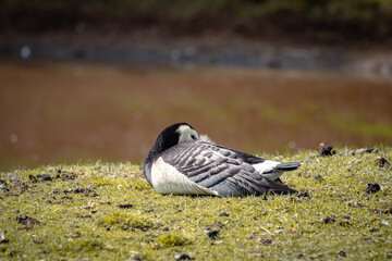 Barnacle goose resting on the grass near a pond with water. Wildlife life