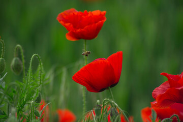 Obraz premium Poppy flower in a wheat field 