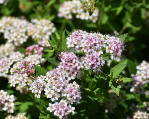 New Ulm, MN USA - 06-14-2021- Spiraea, spirea, meadowsweets or steeplebushes (Filipendula and Aruncus) in full bloom with a bee on a bloom