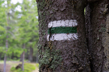 Fototapeta premium tourist signpost on the tree in the forest