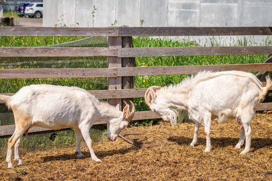 Young goats fight their heads on a livestock farm.