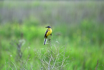 yellow wagtail on the grass