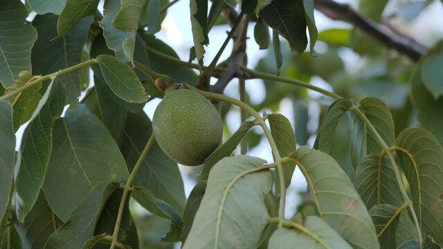 Green walnut fruit on the walnut tree.