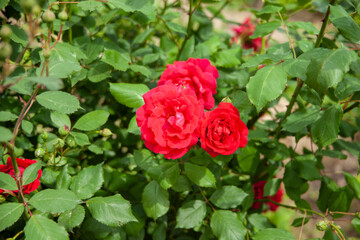 red roses in bush.