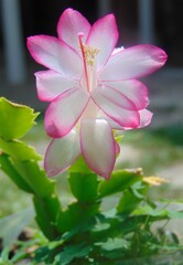 pink lotus flower