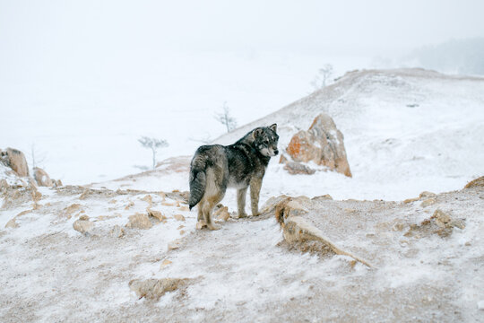 Dog in the snowy mountains