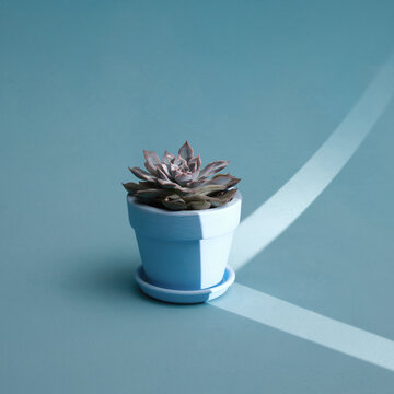 Small cactus in a flowerpot 
