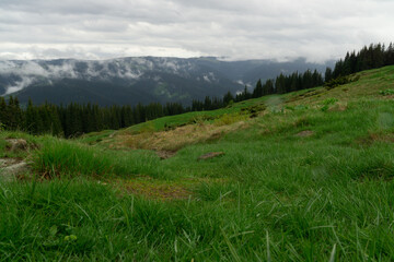 green meadow in the mountains