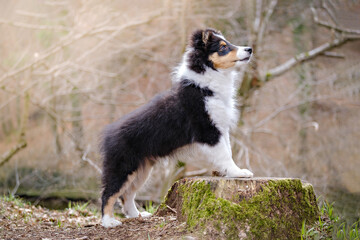 Tricolor Shetland sheepdog puppy dog