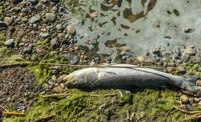 Decaying fish in green mud