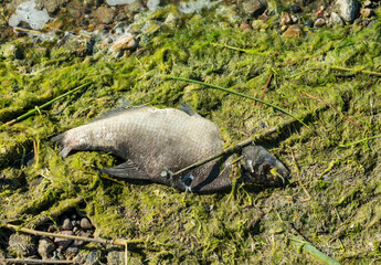 Decaying fish in green mud
