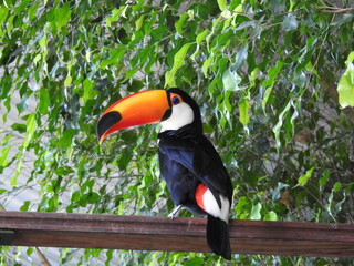 Jungle toucan © Gaston