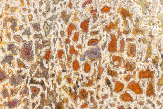 Dinosaur Bone Fossil 