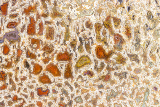 Dinosaur Bone Fossil 