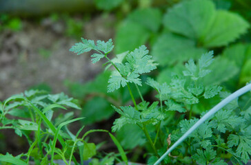 parsley in the garden