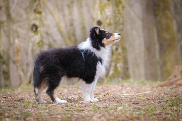 Tricolor Shetland sheepdog puppy dog