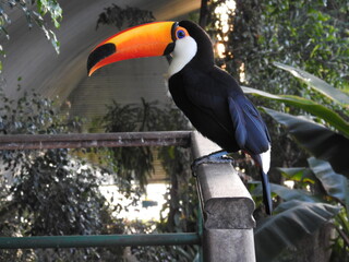 Jungle toucan