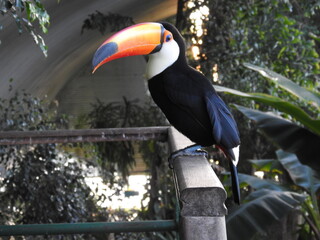 Jungle toucan