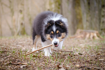 Tricolor Shetland sheepdog puppy dog