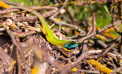 Green european lizard Lacerta viridis portrait in nature