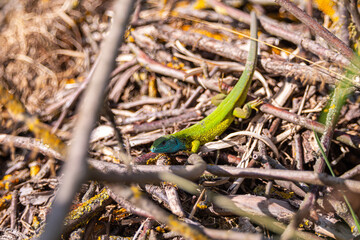 Green european lizard Lacerta viridis portrait in nature