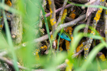 Green european lizard Lacerta viridis portrait in nature