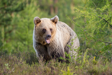Young brown bear, ursus arctos, standing on meadow in summer nature. Little wild predator with open mouth on pasture. Cub looking in forest in summertime.