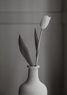 Black and white image of a tulip