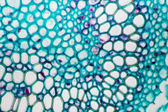 Japanese flowering fern rhizome petiole plant cells