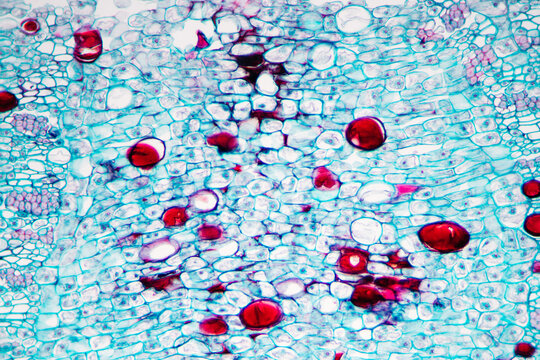 Officinal magnolia bark plant cells micrograph