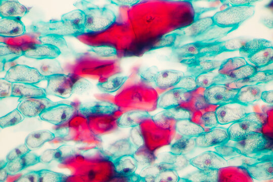 Officinal magnolia bark plant cells micrograph