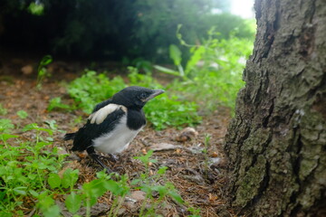 Magpie chick sits on the grass near the tree. Close-up of a magpie. Beautiful black and white bird in wildlife. The cell fell out of the nest. Blurred background