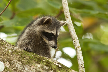 Young raccoon hiding on a branch of a tree and observing with interest. Wild exotic predator looking down from a treetop. Cute mammal climbing in jungle with green leaves in background.