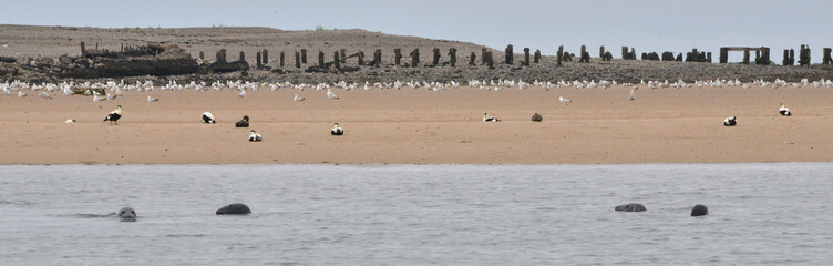 Seals at the south end of Walney, Cumbria, England, UK