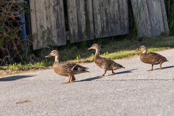 Drei Wildenten unterwegs - Jungfamilie