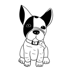 Baby bulldog with an unusual color of the face