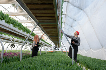 gardeners check the quality of tulips in a greenhouse