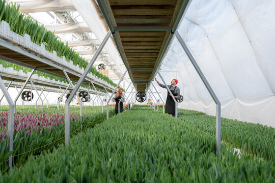 gardeners check the quality of tulips in a greenhouse