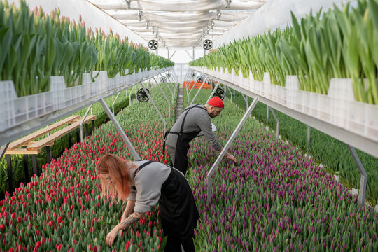workers check the quality of tulips in a greenhouse