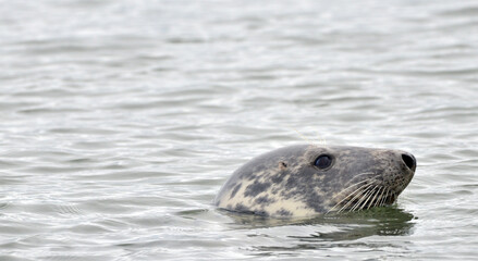 Seals at the south end of Walney, Cumbria, England, UK