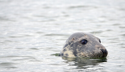 Seals at the south end of Walney, Cumbria, England, UK